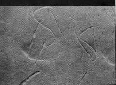 Fig2.jpg (6155 bytes)